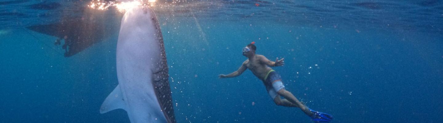 Tauchen mit Walhaien | © Coco-RR