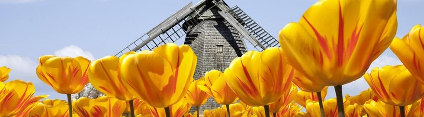 Tulpen in  Holland mit Windmhle | © Blickfang - Fotolia