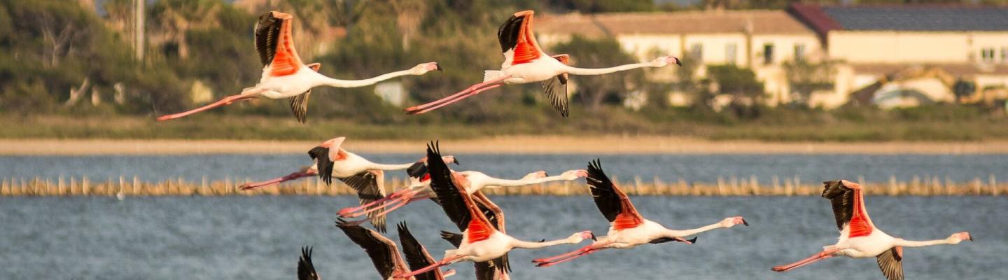 Flamingos ber den alten Salzwiesen von Hyeres | © Horia Merla/Shutterstock