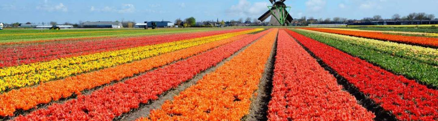 Tulpenfeld vor einer Windmuehle | © CYC