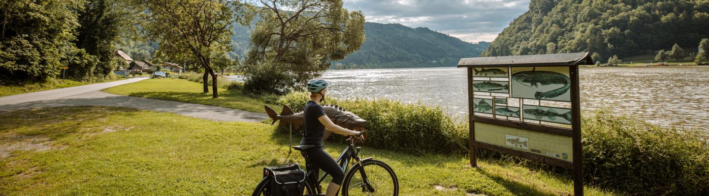 Radfahrer auf Radweg in der Donauschlinge vor Schild mit Fischarten-Vorkommen | © Oesterreich Werbung/Sebastian Canaves, Fotograf: Off The Path