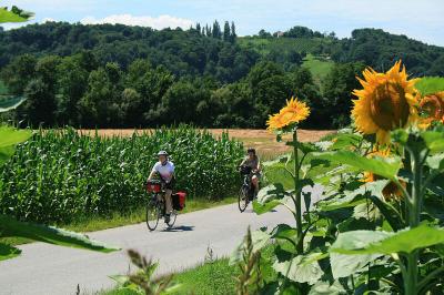 Radfahrer zwischen Sonnenblumen