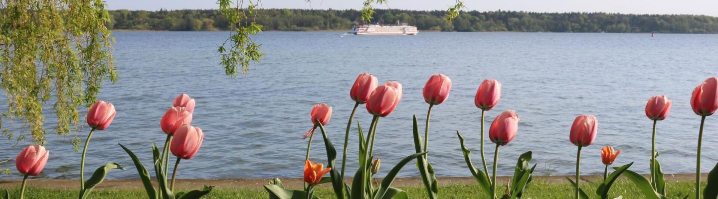 Mritz Ufer mit Tulpen | © Augustus