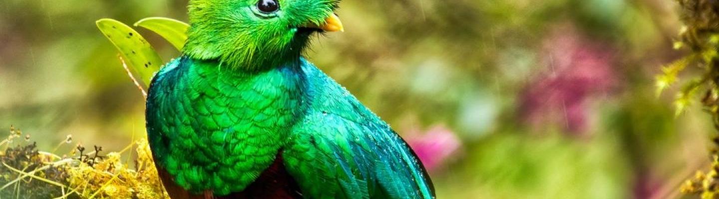 Quetzal | © ALEX ARIAS PHOTOGRAPHY