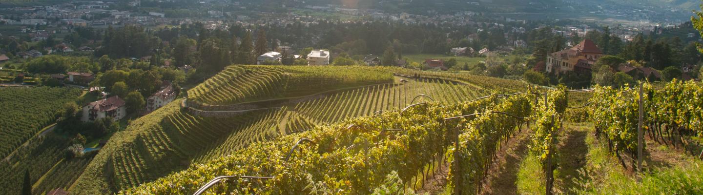 Weinberge Meraner Land | © Inn