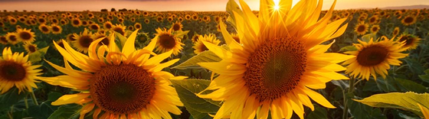Van Goghs Sonnenblumen in der Provence | © Fotolia-Beboy