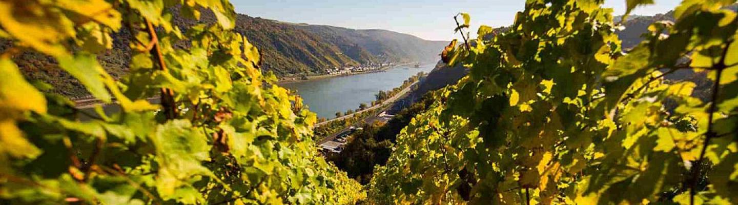 Weinlandschaft bei Oberwesel | © Romantischer Rhein Tourismus GmbHHenry Tornow